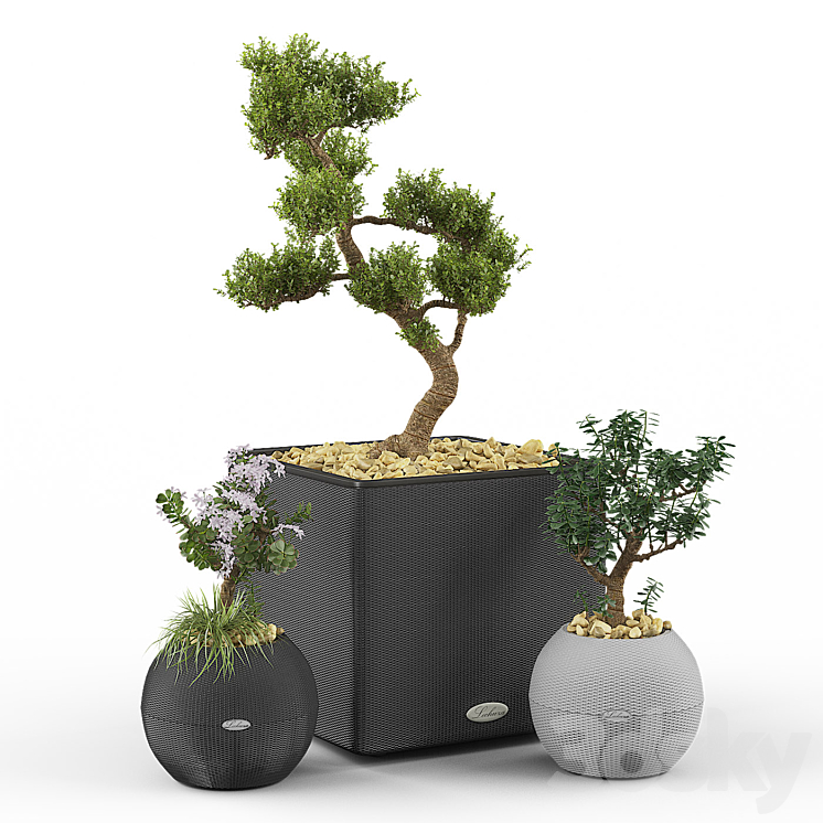 Crassula set (Money Tree) 3DS Max - thumbnail 1