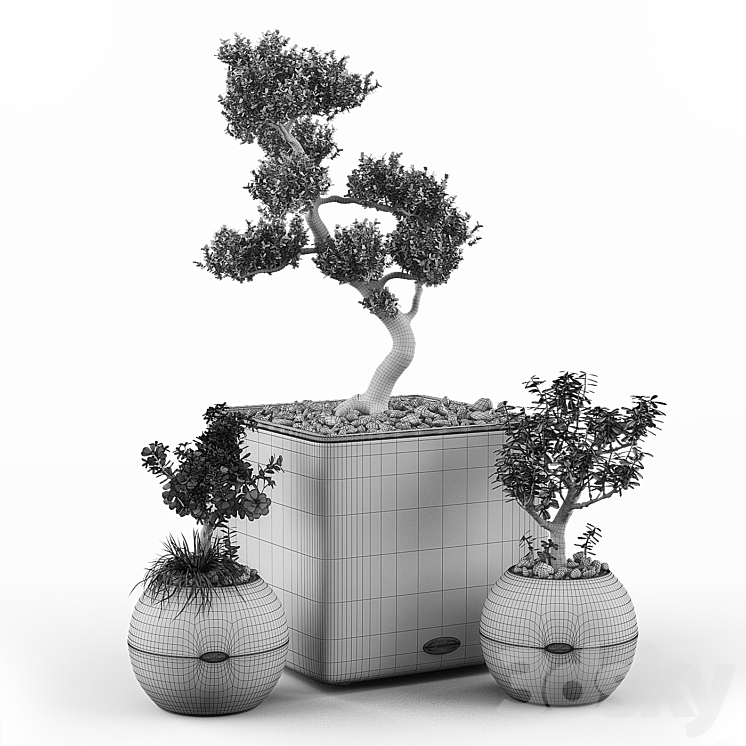 Crassula set (Money Tree) 3DS Max - thumbnail 2