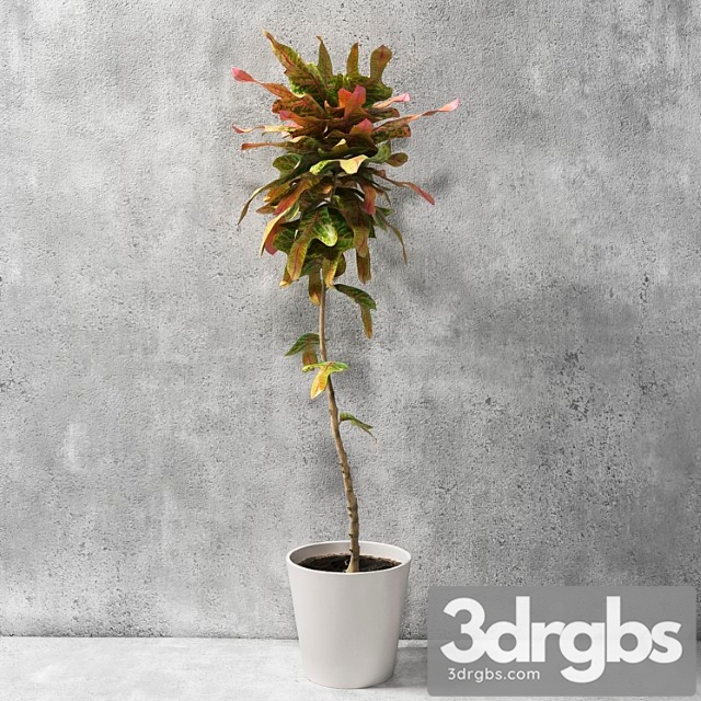 Croton Plant 1 3dsmax Download - thumbnail 1