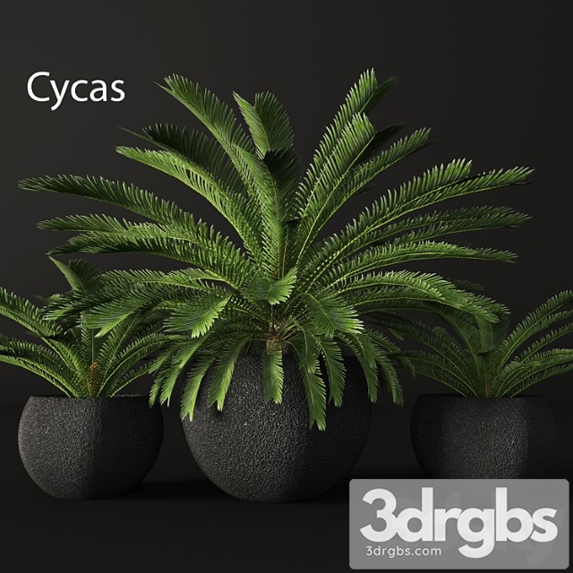 Cycas Cycas Palm Tree Outdoor Pot Flowerpot Black Loft Decorative 3dsmax Download - thumbnail 1