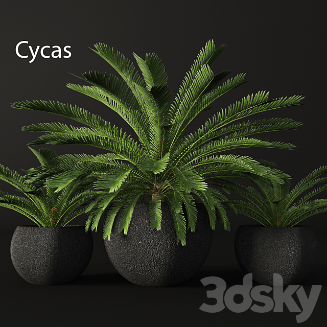 CycasCycas. cycas. palm tree. outdoor pot. flowerpot. black. loft. decorative 3DSMax File - thumbnail 1