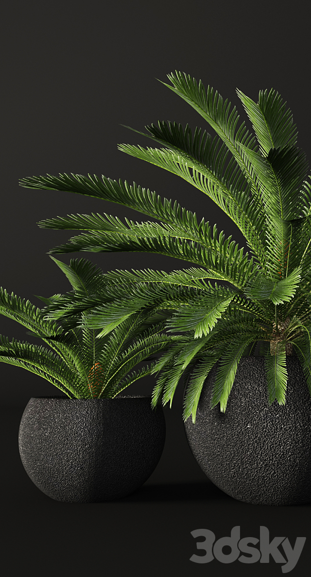 CycasCycas. cycas. palm tree. outdoor pot. flowerpot. black. loft. decorative 3DSMax File - thumbnail 2