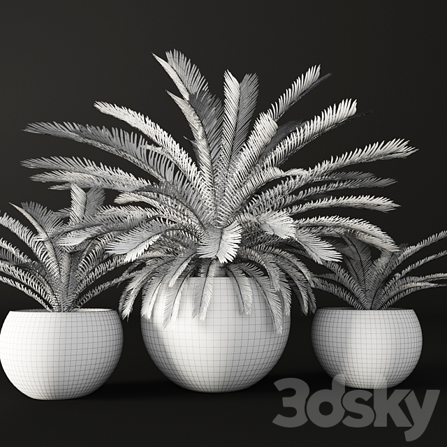 CycasCycas. cycas. palm tree. outdoor pot. flowerpot. black. loft. decorative 3DSMax File - thumbnail 3