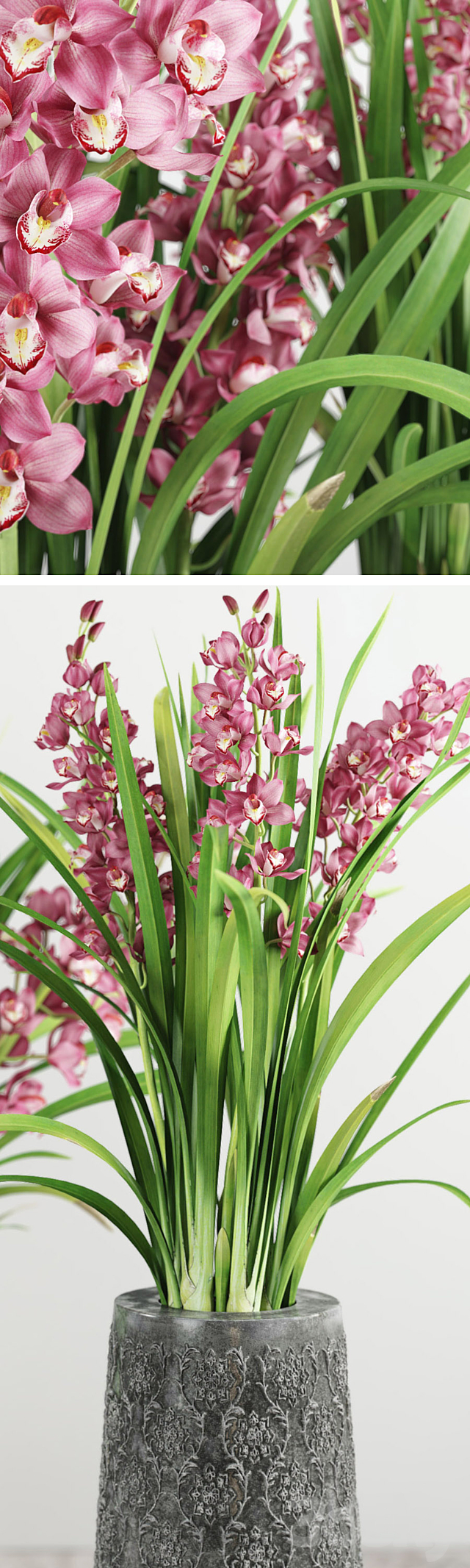 Cymbidium Orchid 3DS Max Model - thumbnail 2