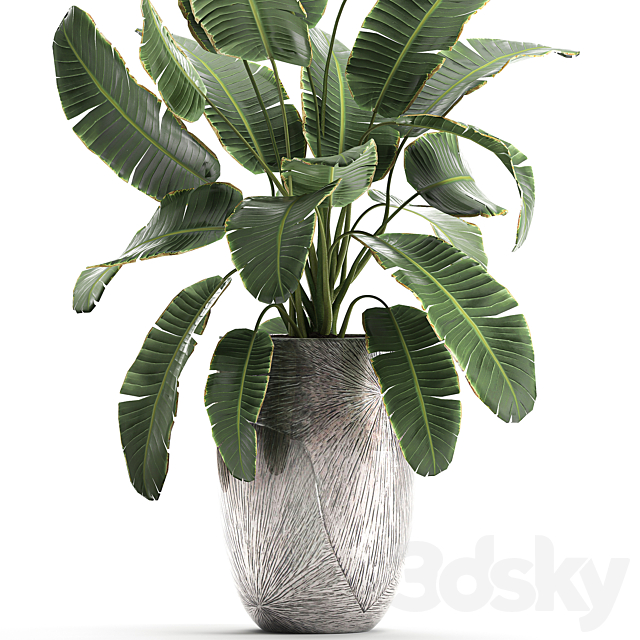 Decorative banana palm is an exotic strelitzia plant in a luxury pot luxury. Set 794. 3DS Max Model - thumbnail 2