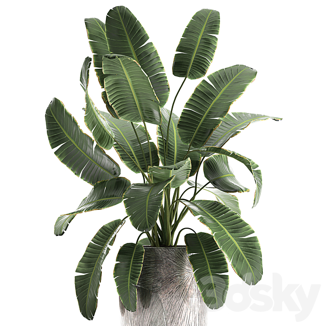 Decorative banana palm is an exotic strelitzia plant in a luxury pot luxury. Set 794. 3DS Max Model - thumbnail 3