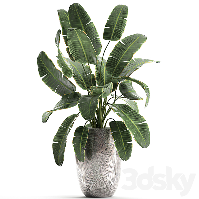 Decorative banana palm is an exotic strelitzia plant in a luxury pot luxury. Set 794. 3DS Max Model - thumbnail 4