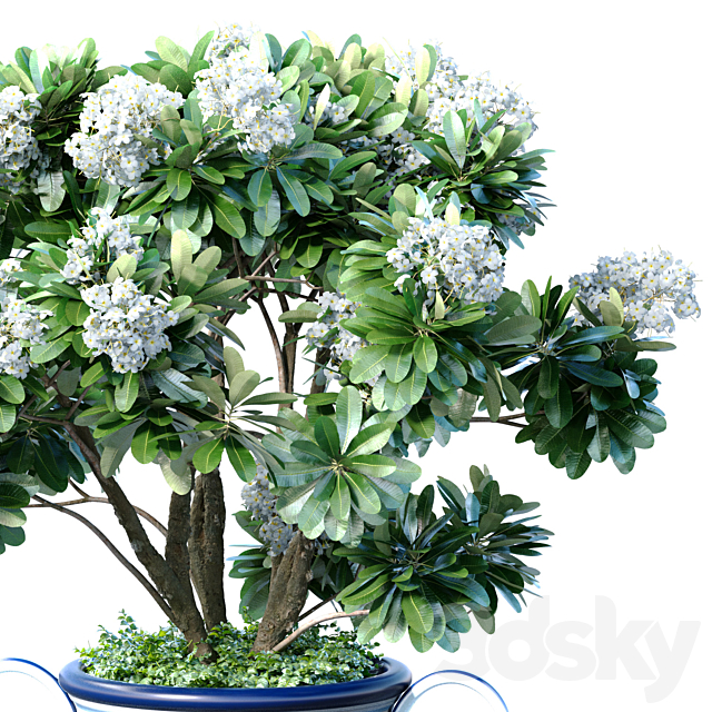 Decorative blooming garden tree with white Plumeria flowers in a vase 3ds Max - thumbnail 2