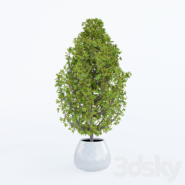 Decorative home plant in a pot 3DSMax File - thumbnail 1