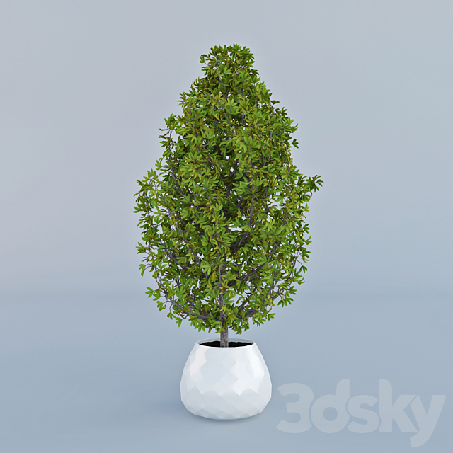 Decorative home plant in a pot 3DSMax File - thumbnail 2