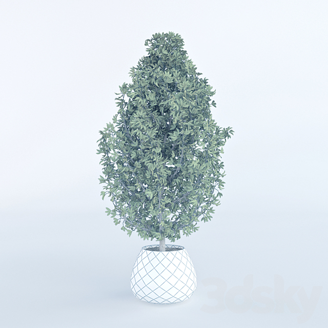 Decorative home plant in a pot 3DSMax File - thumbnail 3