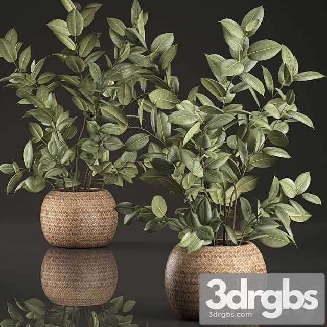 Decorative lush small ficus tree bush in a round rattan basket with rubber-bearing, elastic. set 633. - thumbnail 1