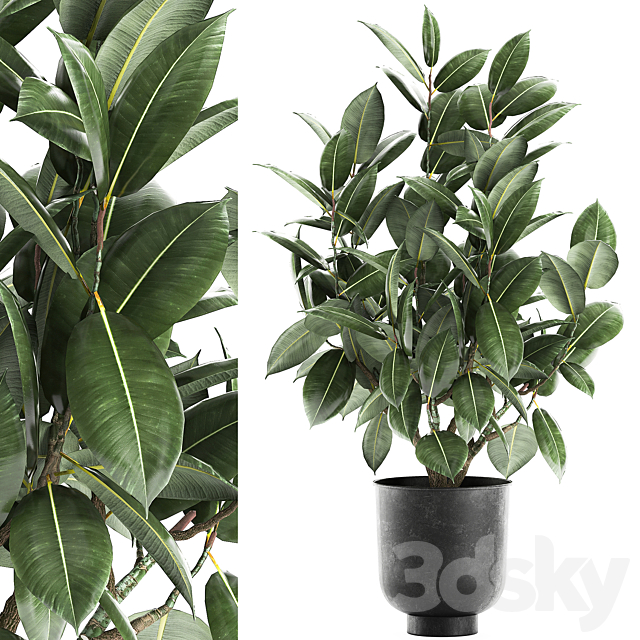 Decorative lush small tree with leaves in a black pot Ficus rubberiferous robusta elastic . 852. 3DS Max Model - thumbnail 1