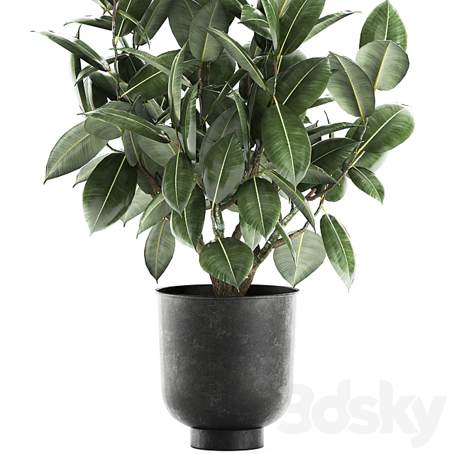 Decorative lush small tree with leaves in a black pot Ficus rubberiferous robusta elastic . 852. 3DS Max Model - thumbnail 2