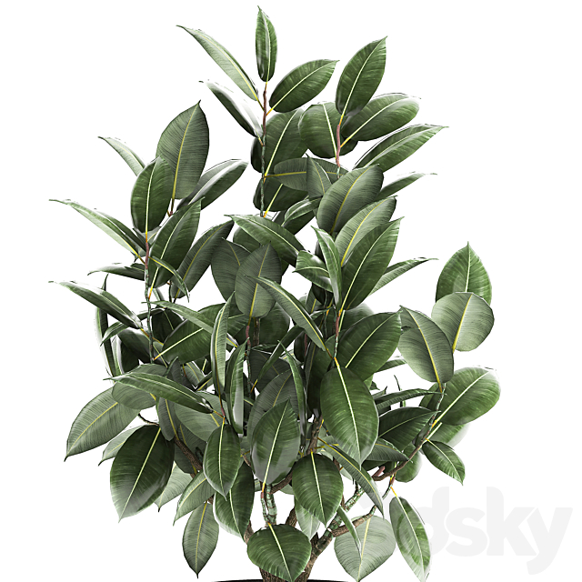 Decorative lush small tree with leaves in a black pot Ficus rubberiferous robusta elastic . 852. 3DS Max Model - thumbnail 3