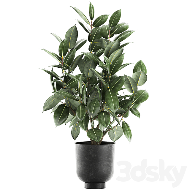 Decorative lush small tree with leaves in a black pot Ficus rubberiferous robusta elastic . 852. 3DS Max Model - thumbnail 4