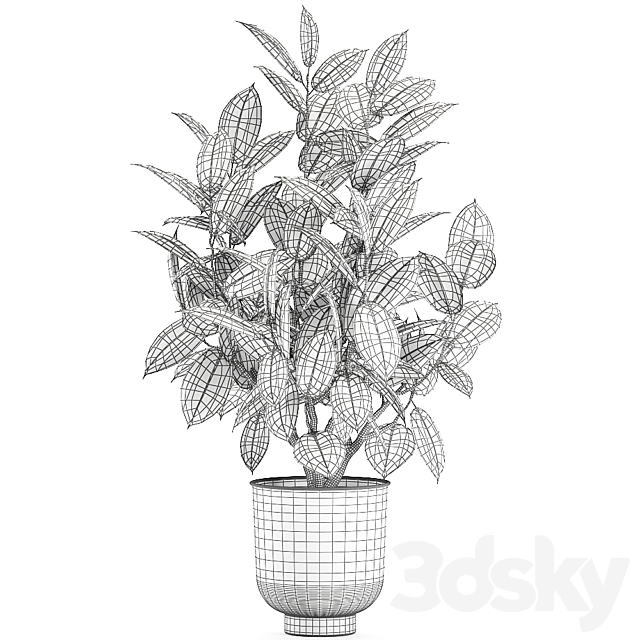 Decorative lush small tree with leaves in a black pot Ficus rubberiferous robusta elastic . 852. 3DS Max Model - thumbnail 5