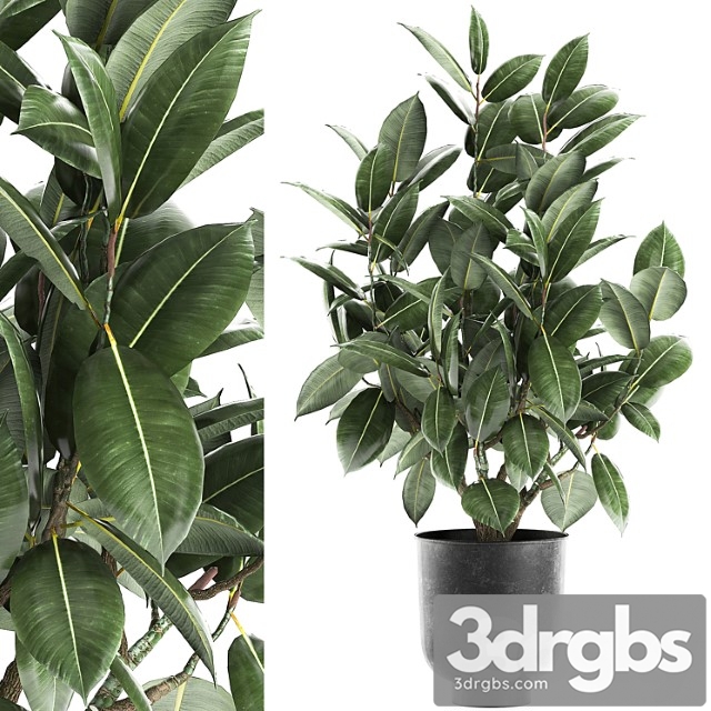 Decorative lush small tree with leaves in a black pot ficus rubberiferous, robusta, elastic . 852. - thumbnail 1