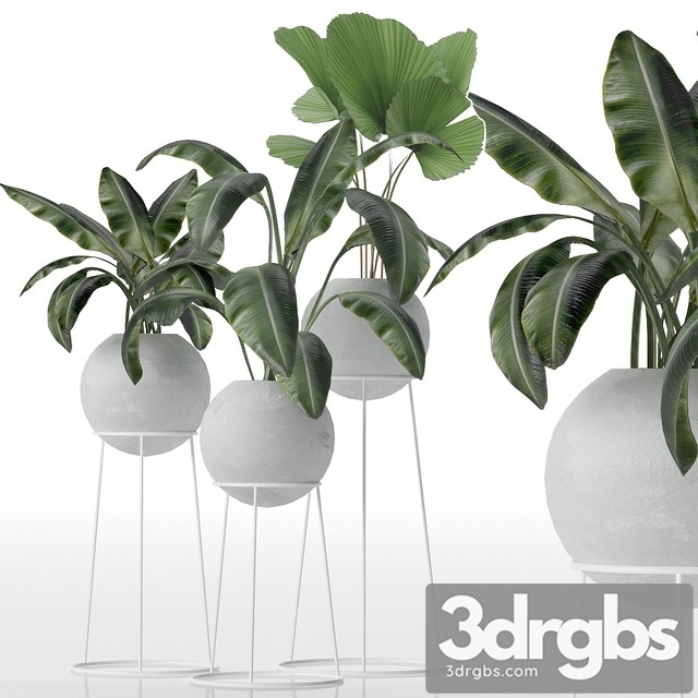 Decorative Set of Plants 3dsmax Download - thumbnail 1