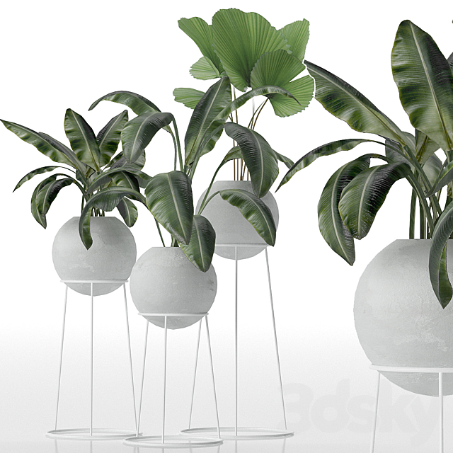 Decorative set of plants 3DSMax File - thumbnail 1