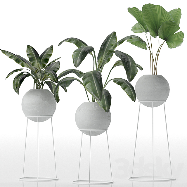 Decorative set of plants 3DSMax File - thumbnail 2