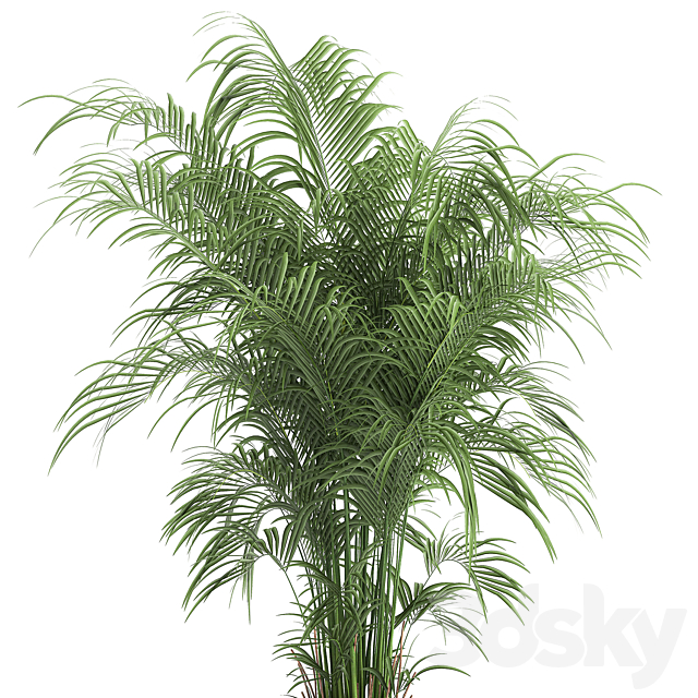 Decorative small lush palm tree in a black metal pot Howea forsteriana  kentia. 900. 3DS Max Model - thumbnail 3