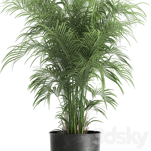 Decorative small lush palm tree in a black metal pot Howea forsteriana  kentia. 900. 3DS Max Model - thumbnail 4