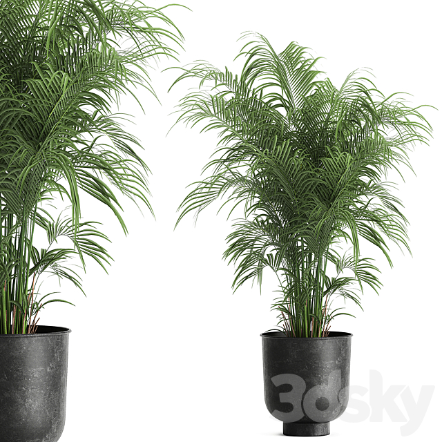 Decorative small lush palm tree in a black metal pot Howea forsteriana  kentia. 900. 3DS Max Model - thumbnail 5