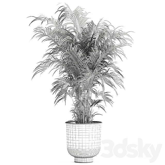 Decorative small lush palm tree in a black metal pot Howea forsteriana  kentia. 900. 3DS Max Model - thumbnail 6