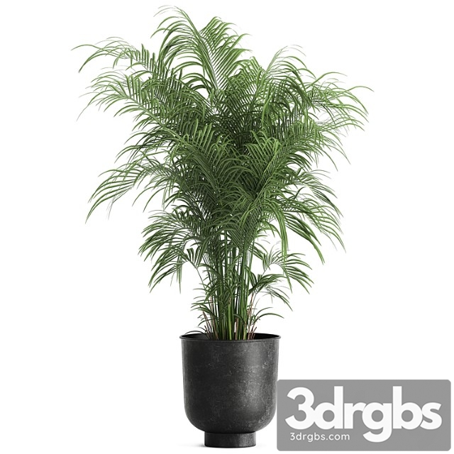 Decorative Small Lush Palm Tree in a Black Metal Pot Howea Forsteriana Kentia 900 3dsmax Download - thumbnail 1