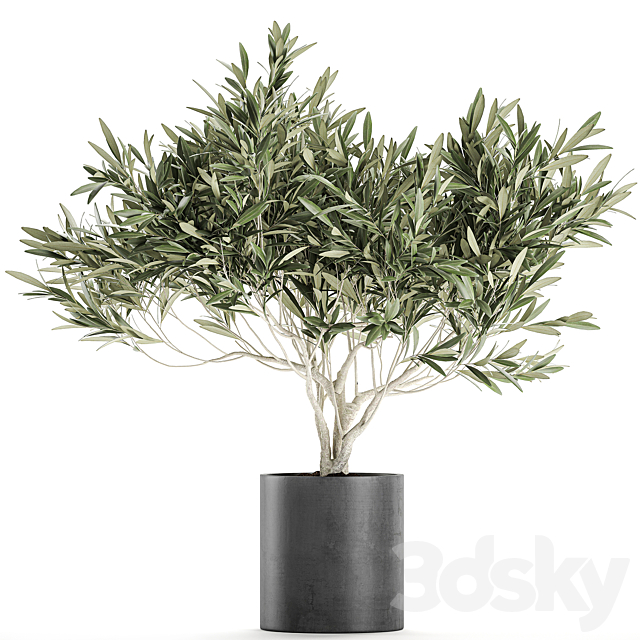 Decorative small olive tree in a black concrete pot. topiary. Set 732. 3DSMax File - thumbnail 1