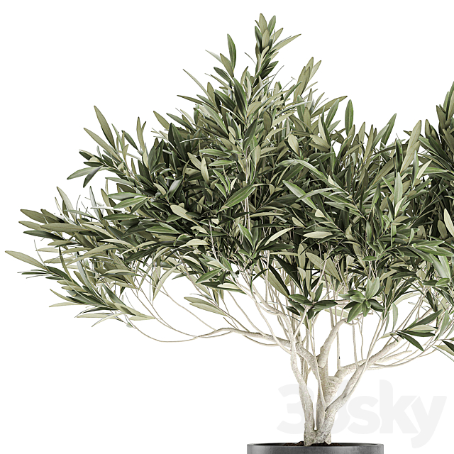 Decorative small olive tree in a black concrete pot. topiary. Set 732. 3DSMax File - thumbnail 2