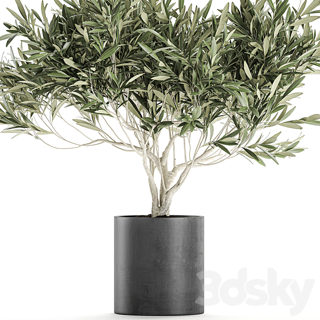 Decorative small olive tree in a black concrete pot. topiary. Set 732. 3DSMax File - thumbnail 3