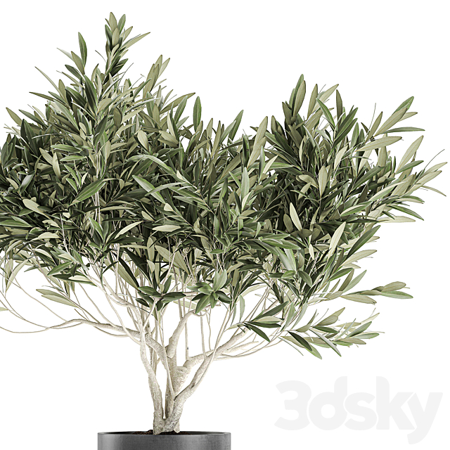 Decorative small olive tree in a black concrete pot. topiary. Set 732. 3DSMax File - thumbnail 4