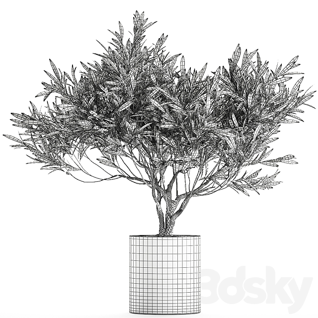 Decorative small olive tree in a black concrete pot. topiary. Set 732. 3DSMax File - thumbnail 5