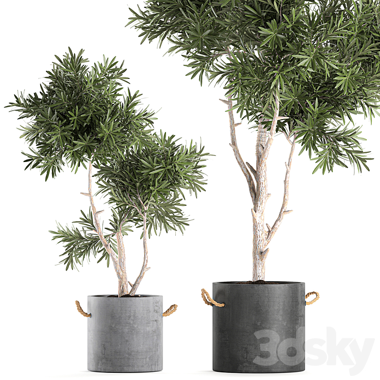 Decorative small tree in a black concrete pot topiary. Set 741. 3DS Max - thumbnail 2