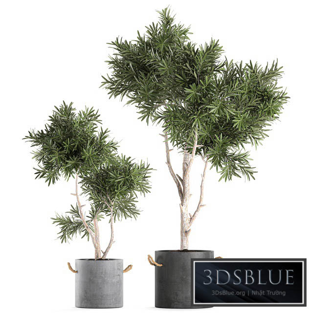 Decorative small tree in a black concrete pot topiary. Set 741. 3DS Max - thumbnail 3