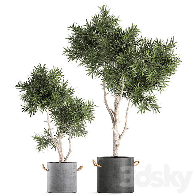 Decorative small tree in a black concrete pot. topiary. Set 741. 3DSMax File - thumbnail 1