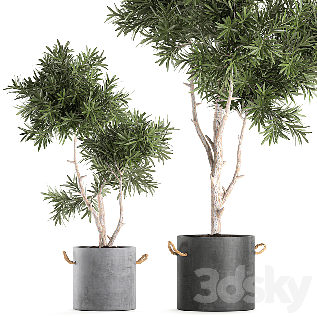 Decorative small tree in a black concrete pot. topiary. Set 741. 3DSMax File - thumbnail 2