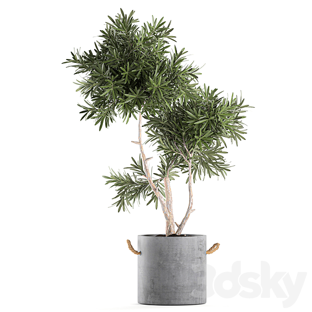 Decorative small tree in a black concrete pot. topiary. Set 741. 3DSMax File - thumbnail 3