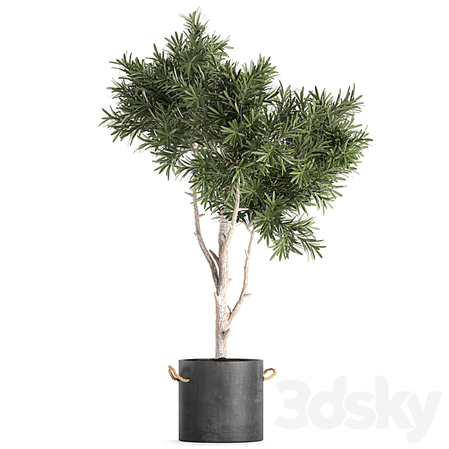 Decorative small tree in a black concrete pot. topiary. Set 741. 3DSMax File - thumbnail 4