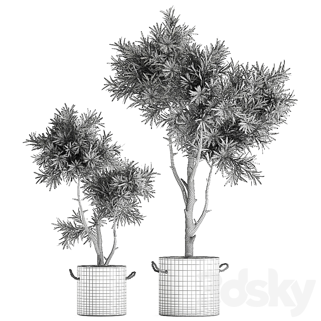 Decorative small tree in a black concrete pot. topiary. Set 741. 3DSMax File - thumbnail 5