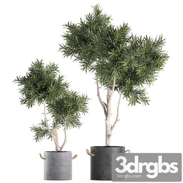 Decorative small tree in a black concrete pot, topiary. set 741. - thumbnail 1