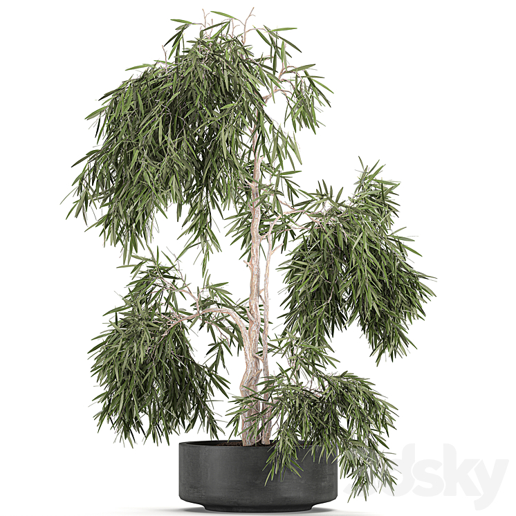 Decorative small weeping olive tree in a black concrete pot topiary. Set 733. 3DS Max - thumbnail 1