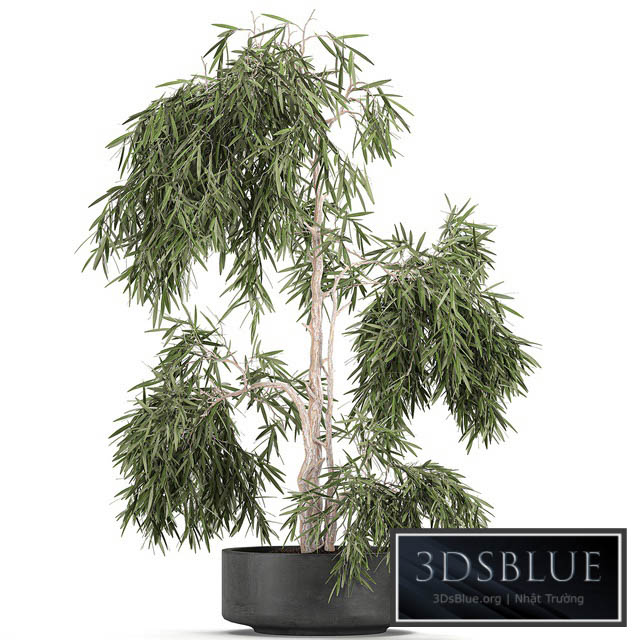 Decorative small weeping olive tree in a black concrete pot topiary. Set 733. 3DS Max - thumbnail 3