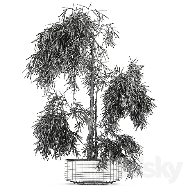 Decorative small weeping olive tree in a black concrete pot. topiary. Set 733. 3DSMax File - thumbnail 4