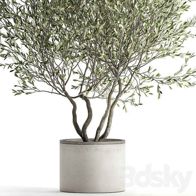 Decorative tree small Olive topiary in a white pot and flowerpot.  970. 3DS Max Model - thumbnail 2