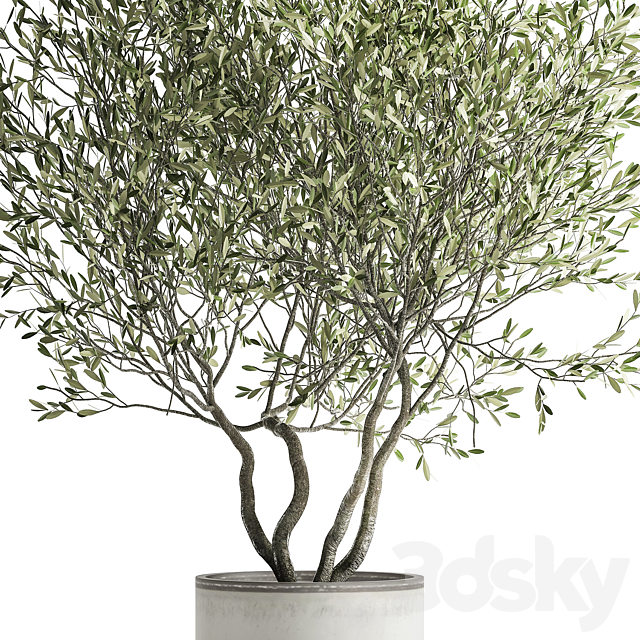 Decorative tree small Olive topiary in a white pot and flowerpot.  970. 3DS Max Model - thumbnail 4