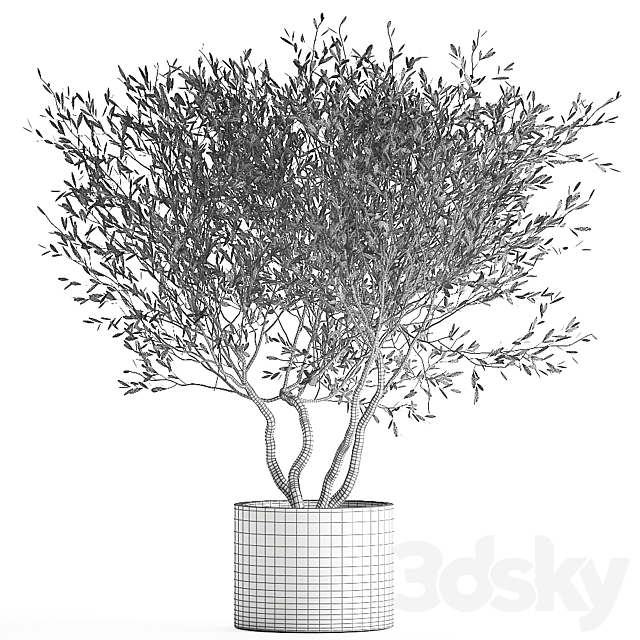 Decorative tree small Olive topiary in a white pot and flowerpot.  970. 3DS Max Model - thumbnail 6