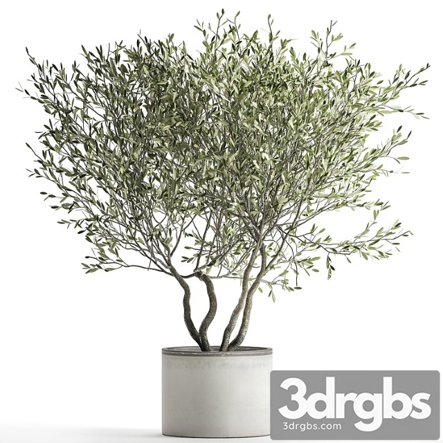 Decorative tree small olive topiary in a white pot and flowerpot. 970. - thumbnail 1